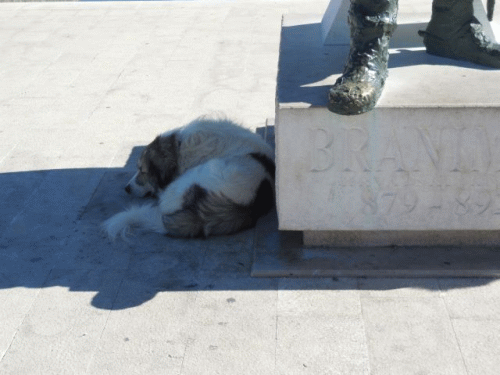 Foto Nin: Hundstage im September 2013