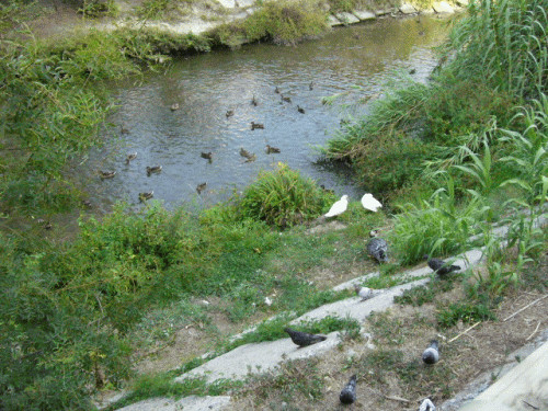 Foto Cagnes-sur-Mer: Enten und Fische