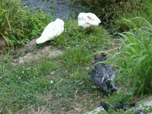 Foto Cagnes-sur-Mer: Enten