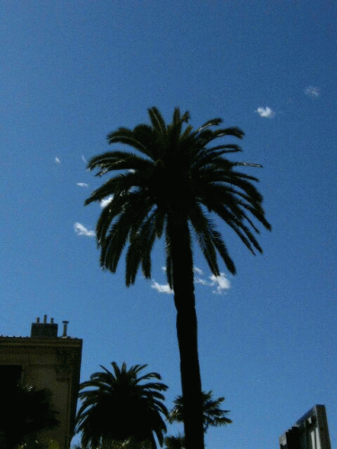 Foto Nizza: Palme