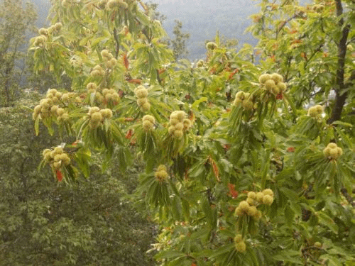 Foto: Esskastanien in Eberbach