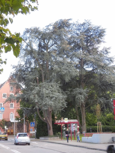 Foto Eberbach: Blick vom Leopoldsplatz zum Thalheim'schen Haus