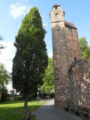 Foto Eberbach: Suleneiche und Pulverturm von auerhalb der Stadt
