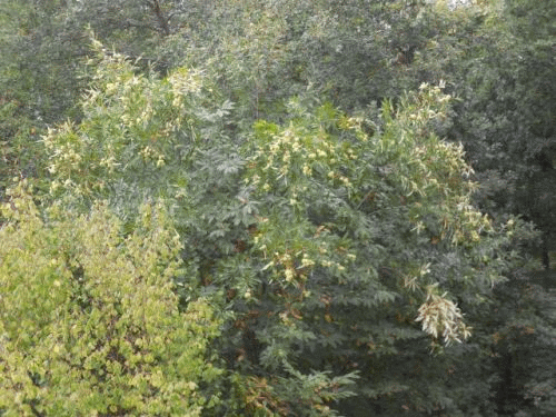 Foto Eberbach: Ohrsberg, Esskastanien