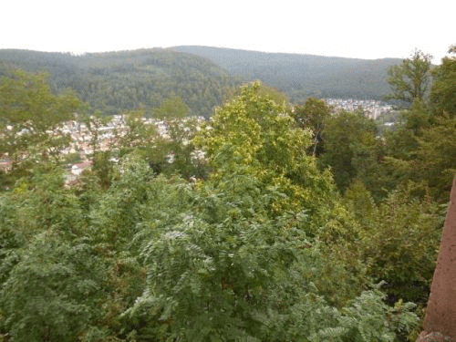 Foto Eberbach: Ohrsbergturm, Esskastanien