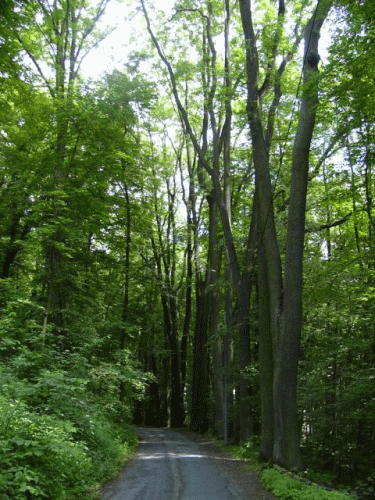 Photo Landeskrone  Grlitz : sur la petite route d'accs