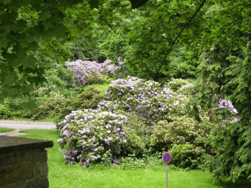 Photo 15e mridien  Grlitz : non loin, des massifs de rhododendrons