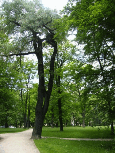 Photo 15e mridien  Grlitz : chemin vers le centre-ville