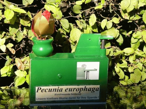 Foto Alte Anatomie in Ingolstadt: Blume, Kasse und Inschrift