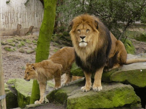 Photo Mnster: Lions in the zoo