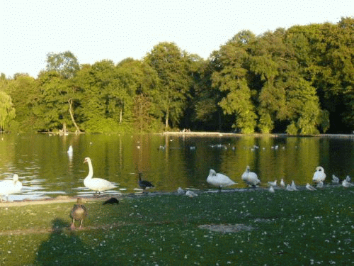 Foto: Mnchen Kleinhesseloher See - Blick stlich Seehaus