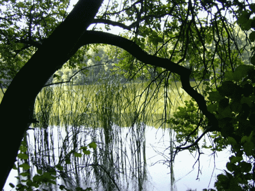 Mecsek-Gebirge: Verlandender See