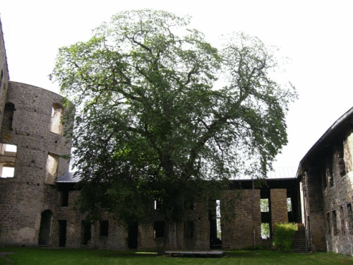 Photo Chteau de Borgholm