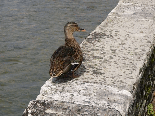 Foto Ornans: ornans_002
