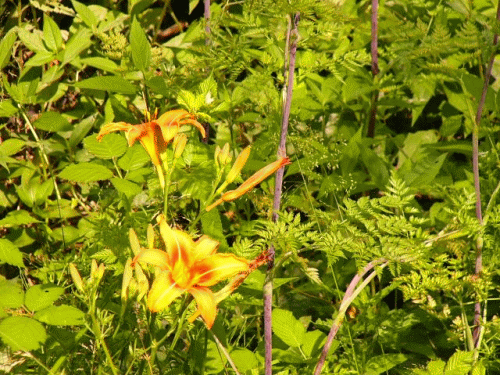 Foto: Lilien am Wegrand