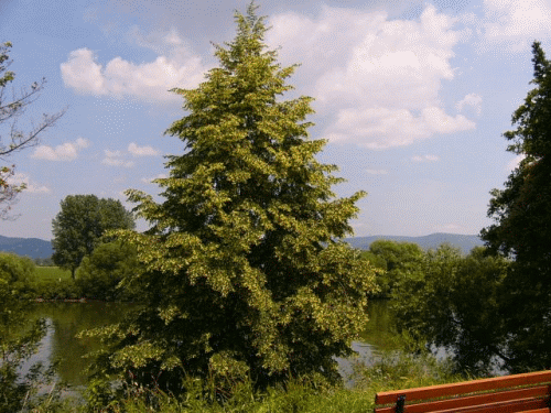 Foto: Linde am Uferhang vor dem Traumhaus