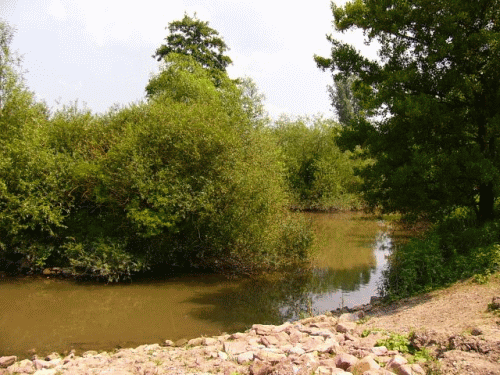 Foto Edingen: Blick in den Krtenneckar flussaufwrts