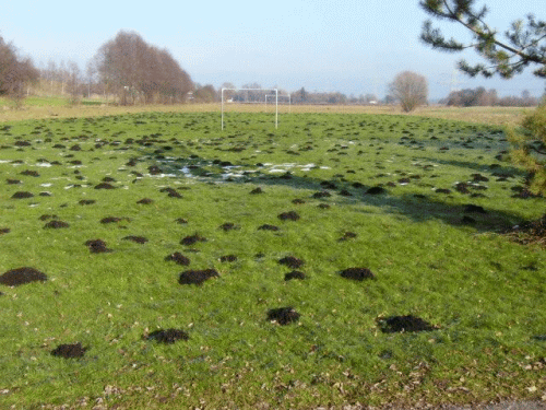 Maulwurffußballfeld