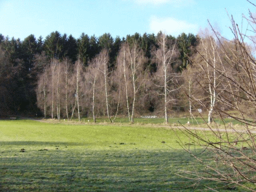 Birkenallee