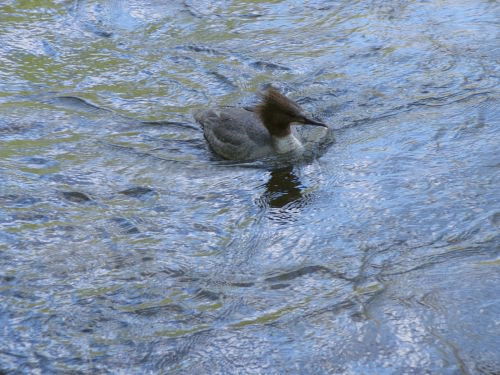 Photo Munich Wrm: great crested grebe