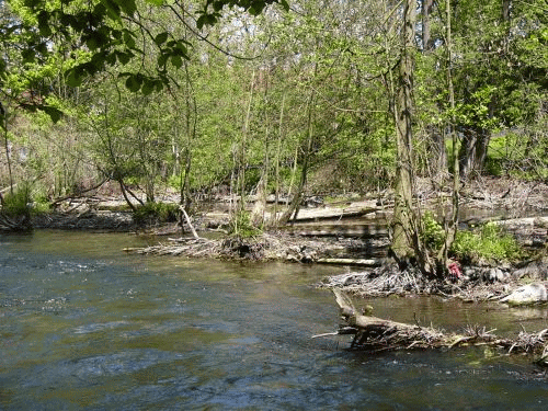 Photo Munich Wrm: wilderness of a zone liable to flooding