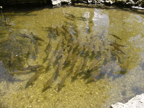 Foto Munique Wrm: peixes-gato que gostam da gua tpida e baixa