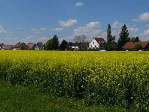 Photo Munich: flowering colza field