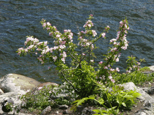 Blhender Strauch am Ufer